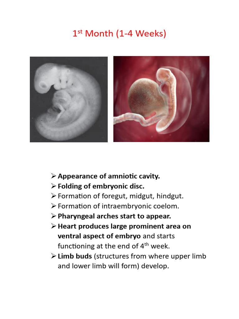 Embryology | PDF