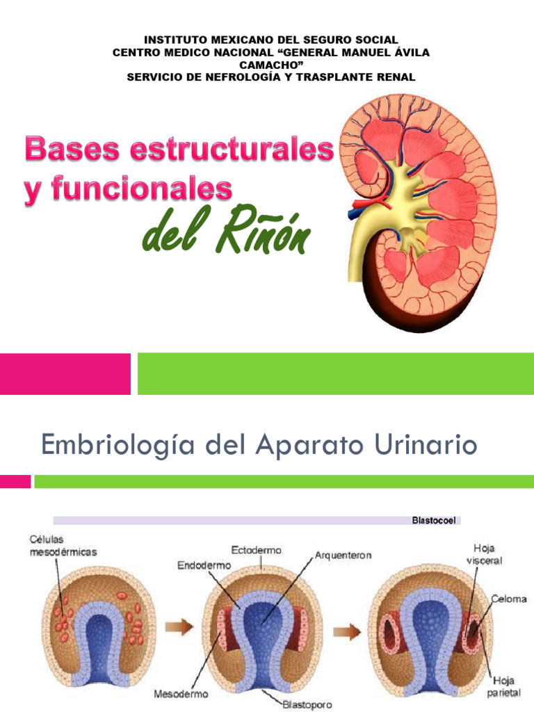 Bases Estructurales y Funcionales Del Riñon | PDF