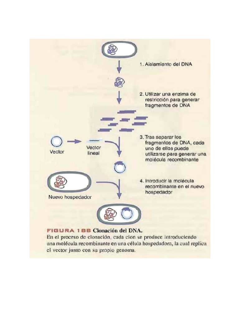 Clonación Del DNA | PDF