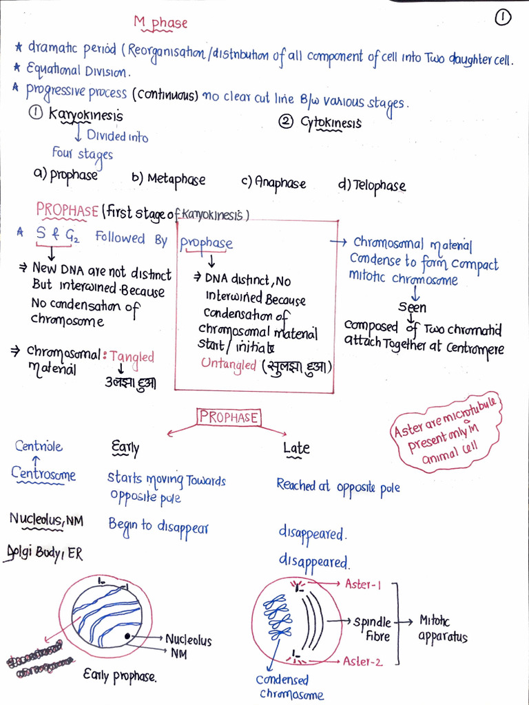 M Phase (Karyokinesis) | PDF