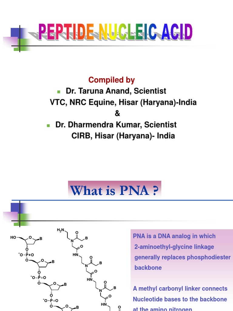 Peptide Nucleic Acid | PDF | Sense (Molecular Biology) | Dna