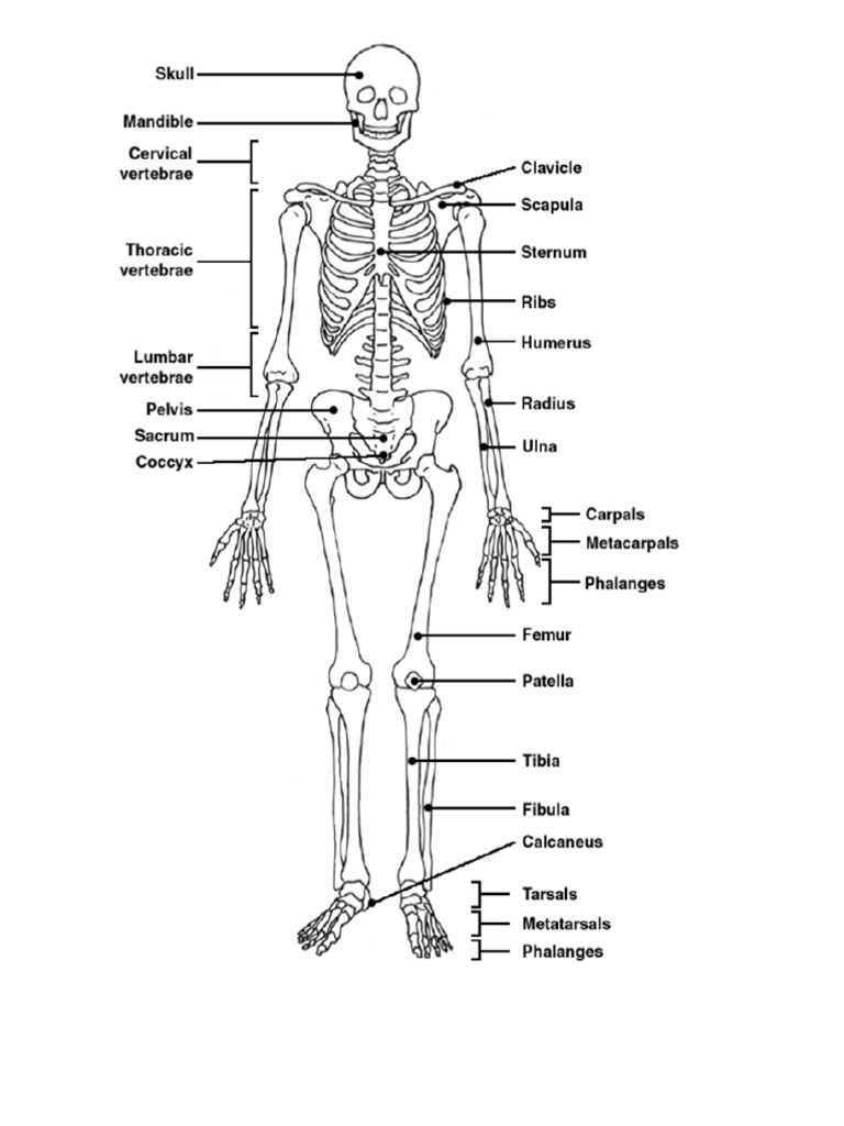 Skeletal Answer | PDF