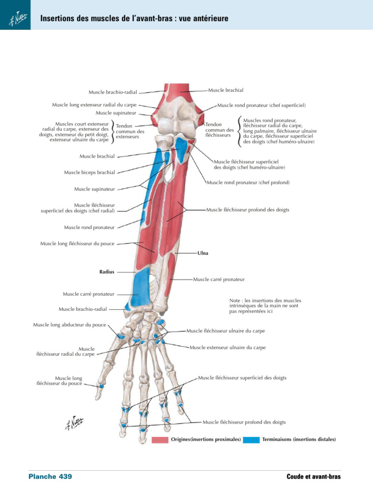 Insertions Des Muscles de L'avant-Bras Vue Antérieure | PDF