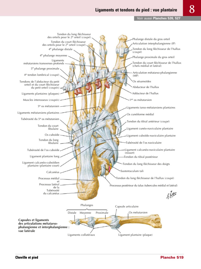 Ligaments Et Tendons Du Pied Vue Plantaire PDF