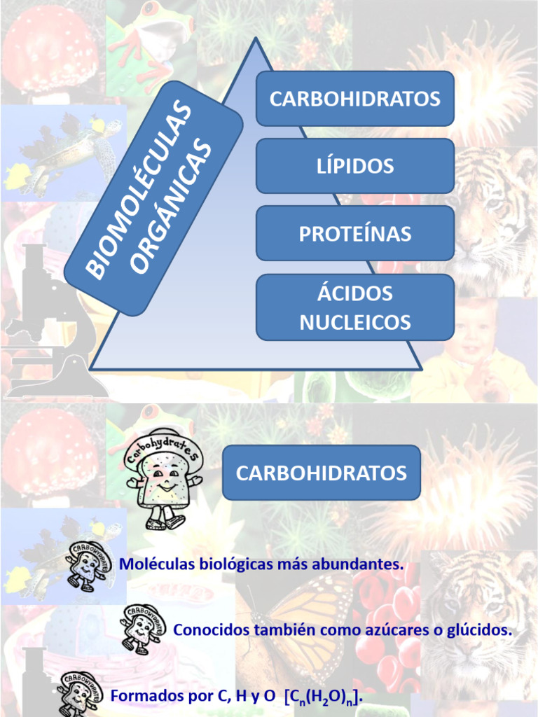 6a - UN 1 - BG - Biomolec Orgánicas - EN ORDEN | PDF