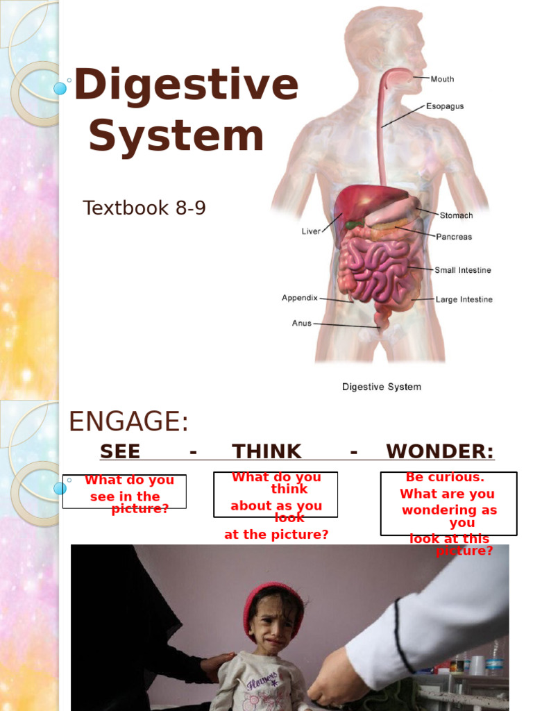 Digestive System Science p4 | PDF