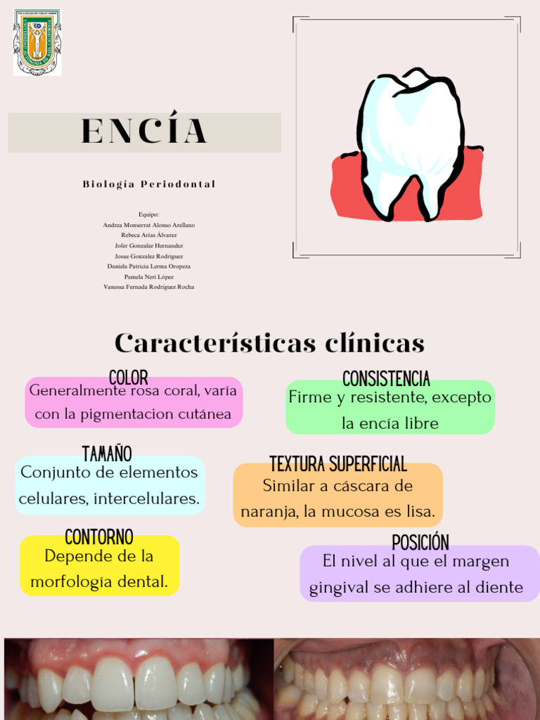 Encía | PDF
