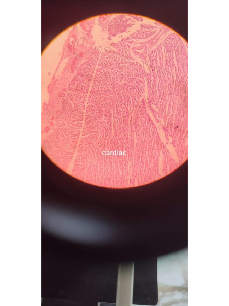 Histology spotters pdf