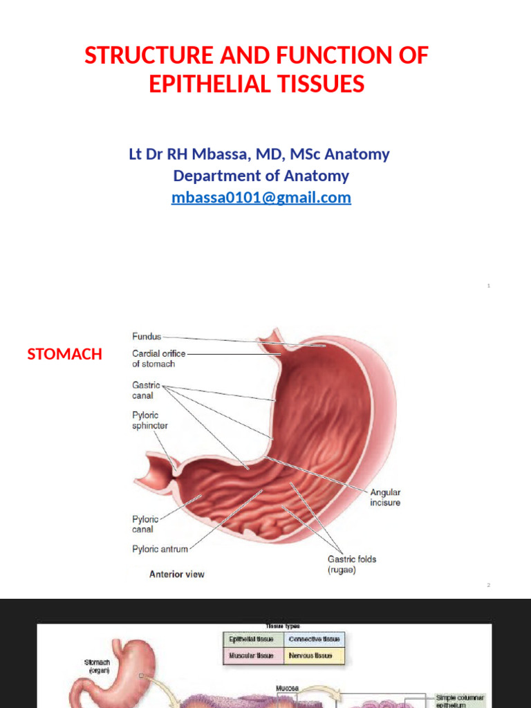 epithelial tissue structure