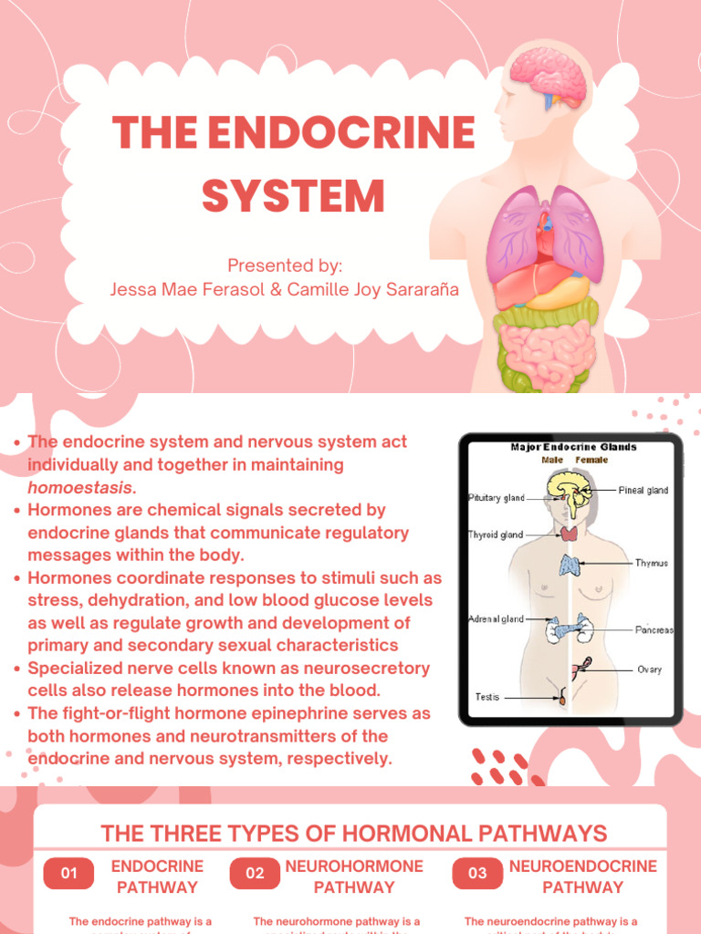 The Endocrine System - 20240515 - 093246 - 0000 | PDF