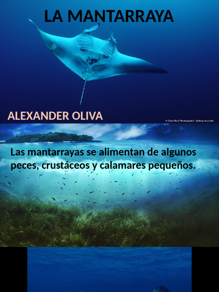 Mantarraya Alexander | PDF