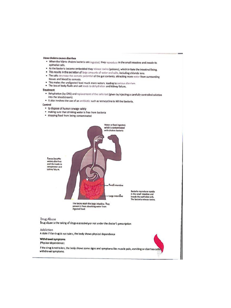 Effects of Alcohol Consumption & Smoke | PDF