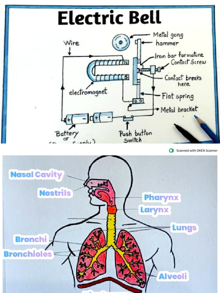Diagram of The Respiratory System and Electric Bell | PDF