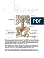 Anatomi Tulang Panggul