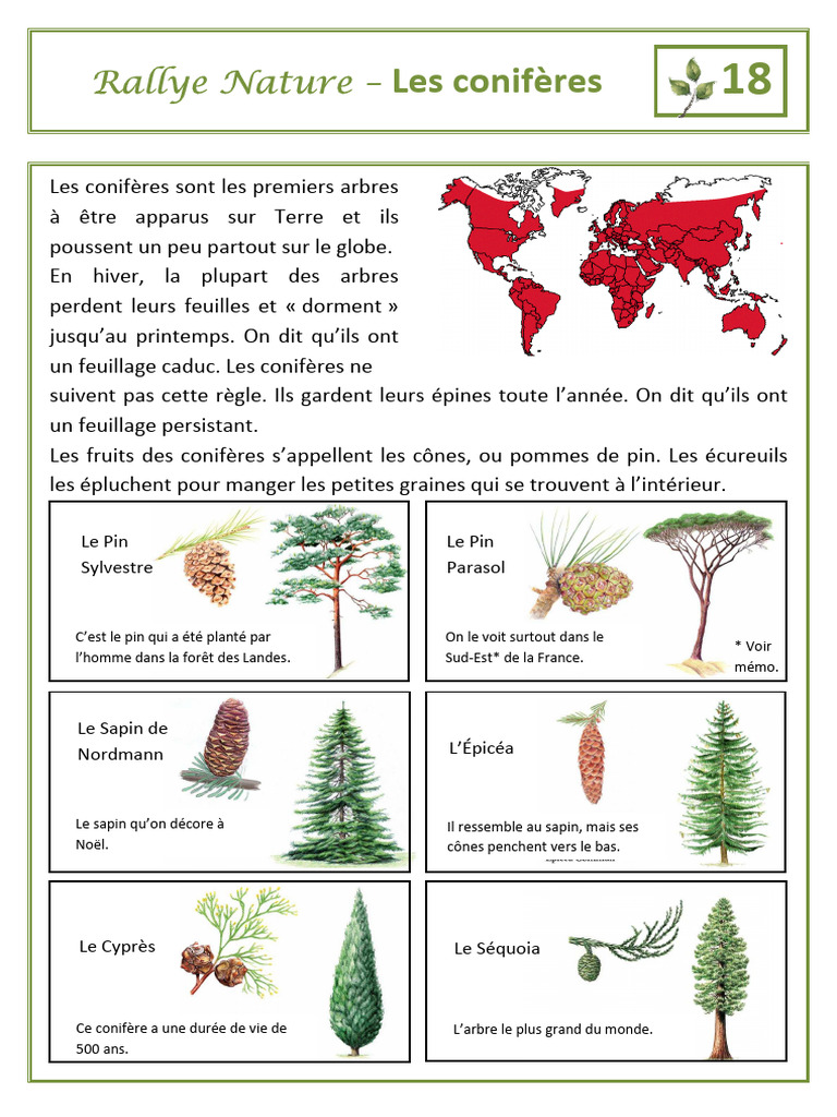 Coniferes 6 Lettres