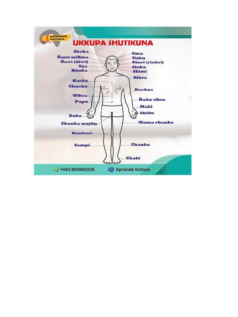 Partes Del Cuerpo Humano | PDF