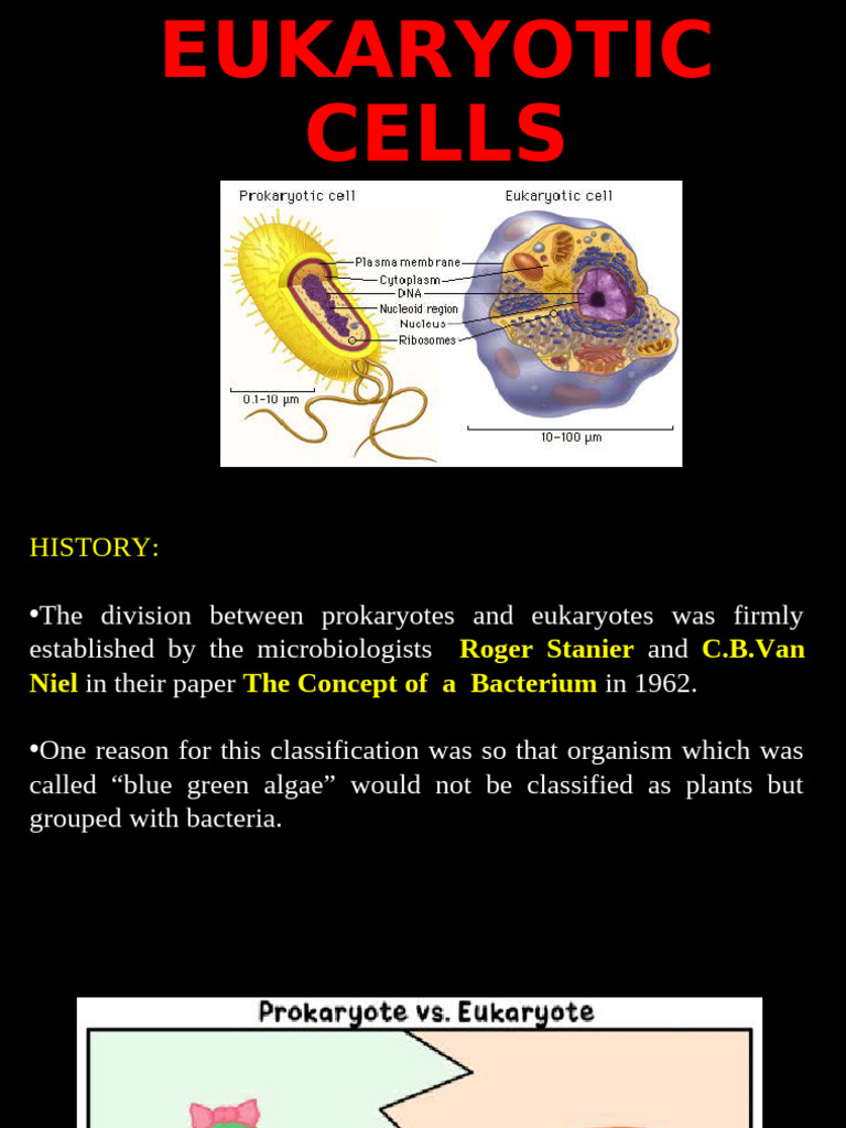 Prokaryotes vs. Eukaryotes | PDF