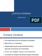 Corteza Cerebral