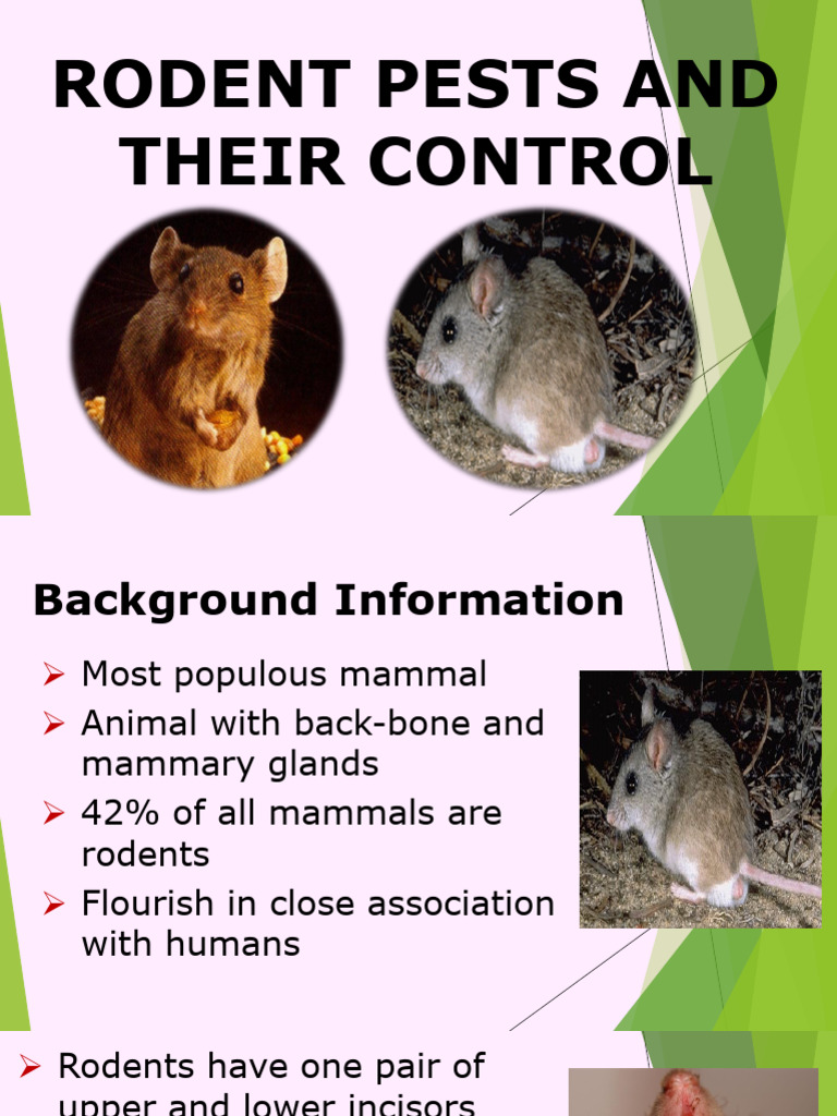 Rodents | PDF | Rat | Science & Mathematics