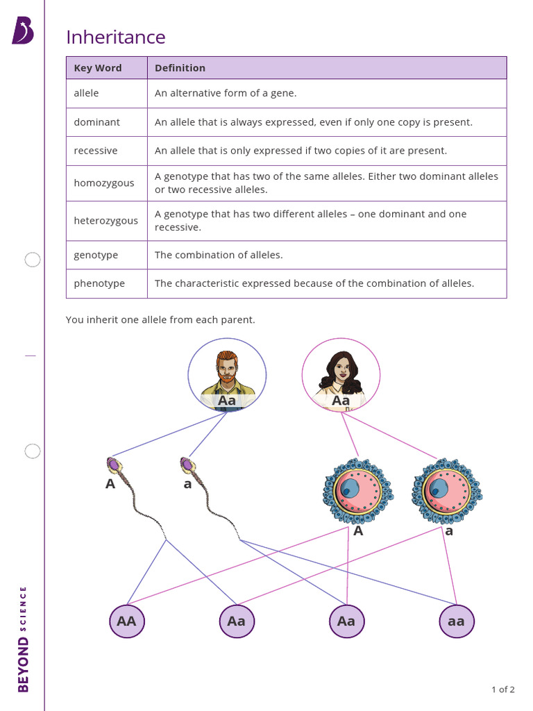 Inheritance Worksheet | PDF