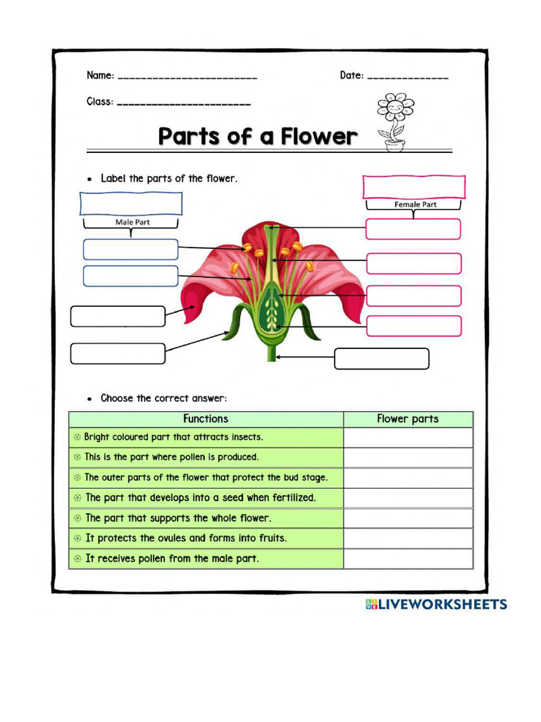 Labelling Parts of A Flower | PDF