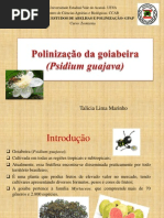 POLINIZAÇÃO DA GOIABEIRA- APRESENTAÇÃO