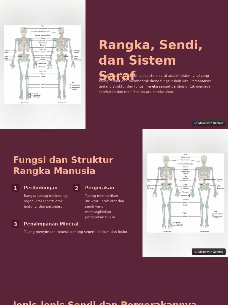 Rangka Sendi Dan Sistem Saraf | PDF
