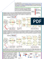 Determinacion Cromosomica Del Sexo