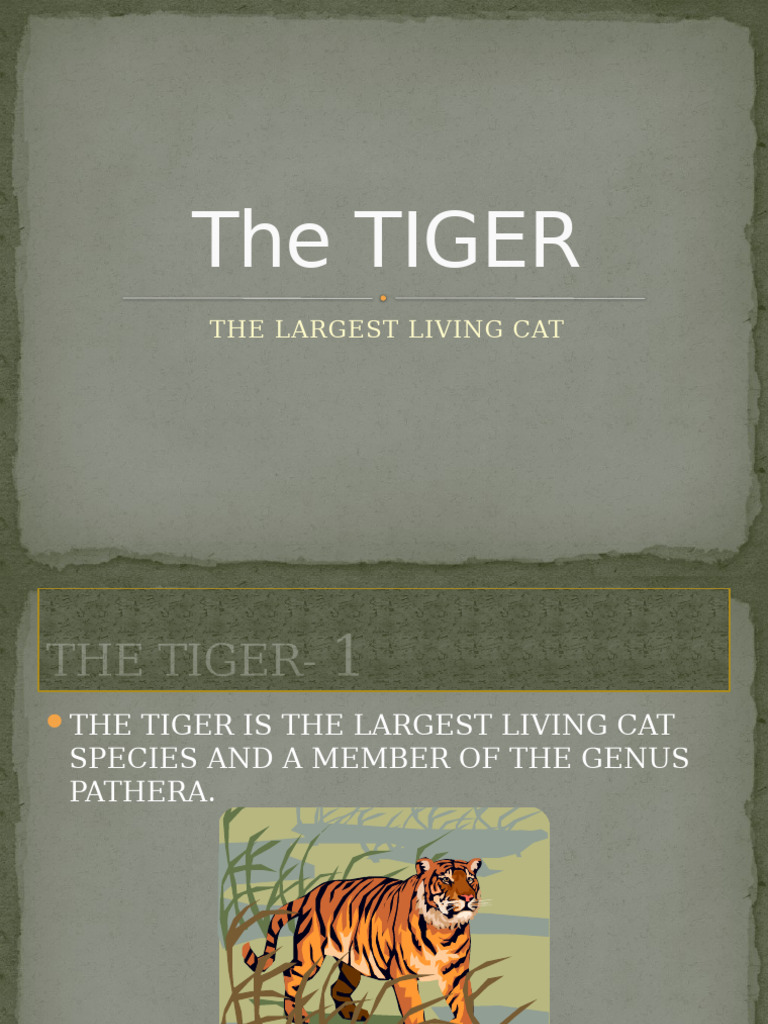 Tiger | PDF