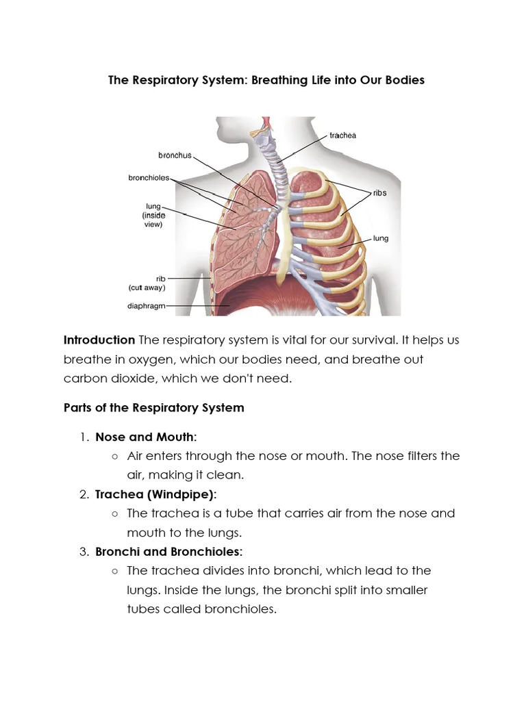 Understanding the Respiratory System | PDF | Foreign Language Studies ...