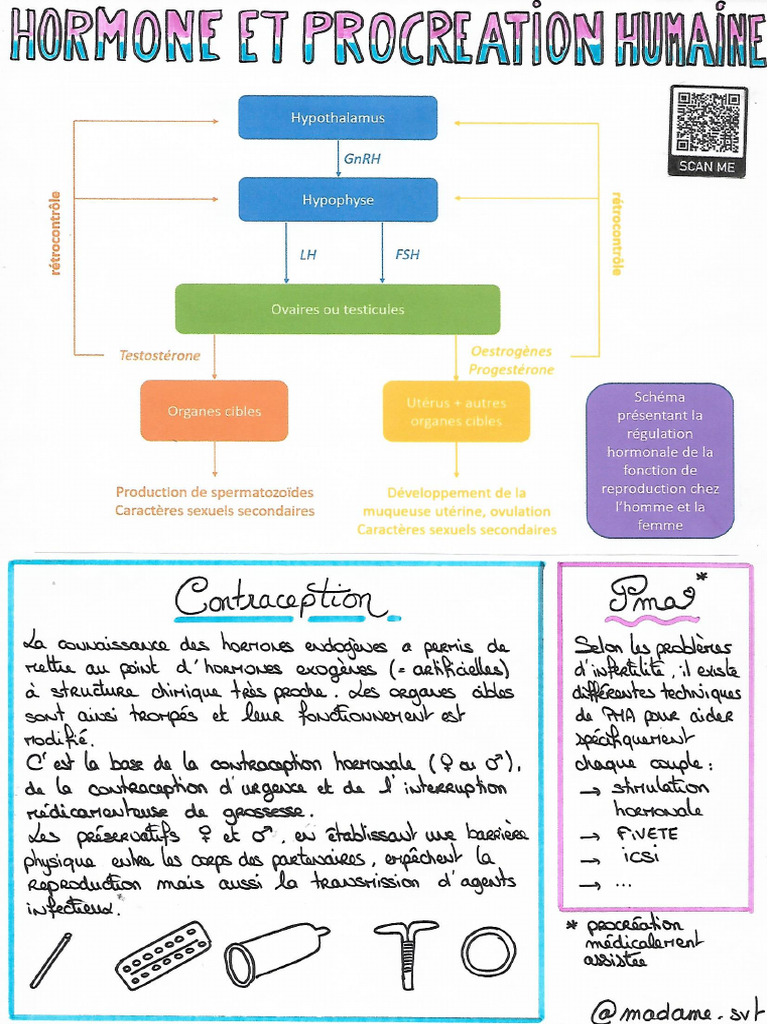 2nde - 2 - Hormones Et Procréation | PDF
