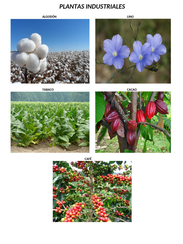 Plantas Industriales | PDF