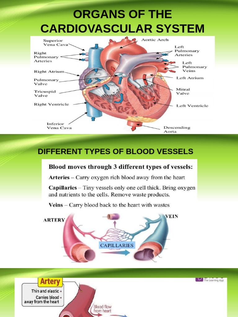 Organs of The Cardiovascular System | PDF