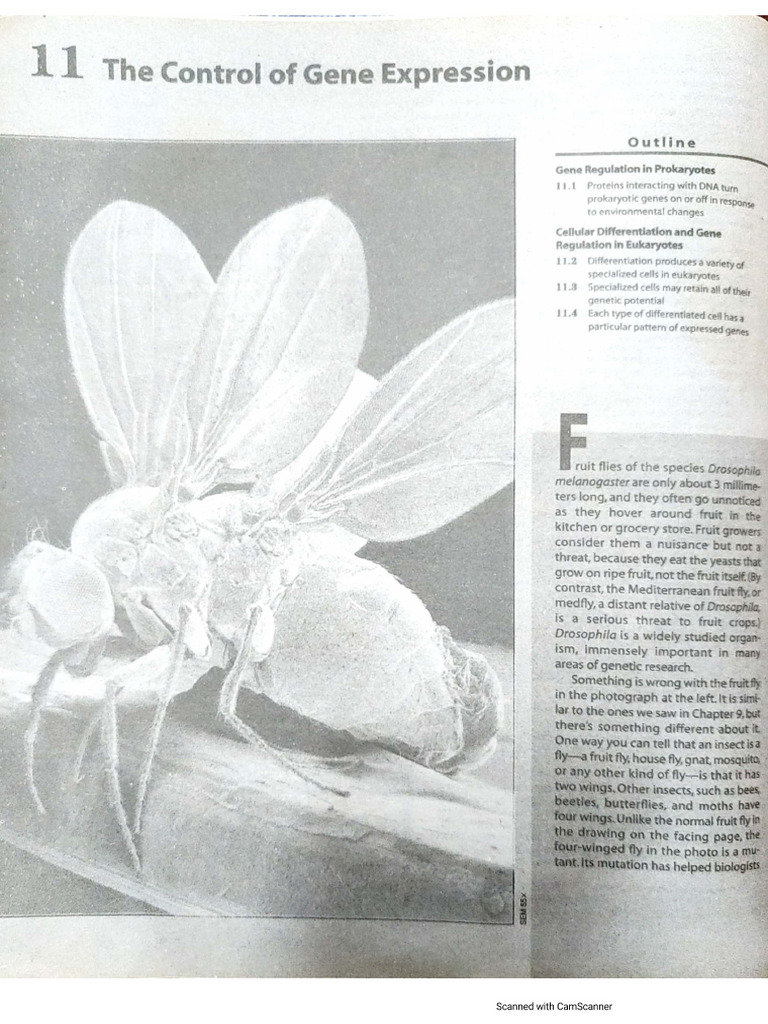 The Control of Gene | PDF