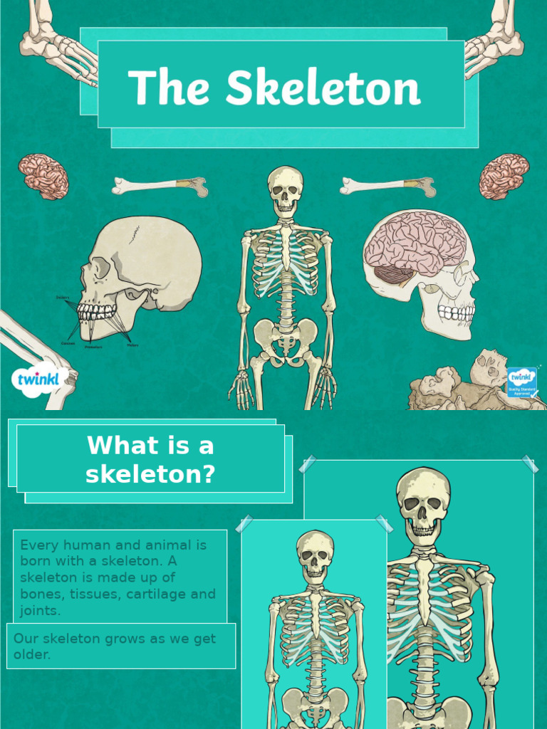 Understanding the Human Skeleton | PDF | Skeleton | Bone