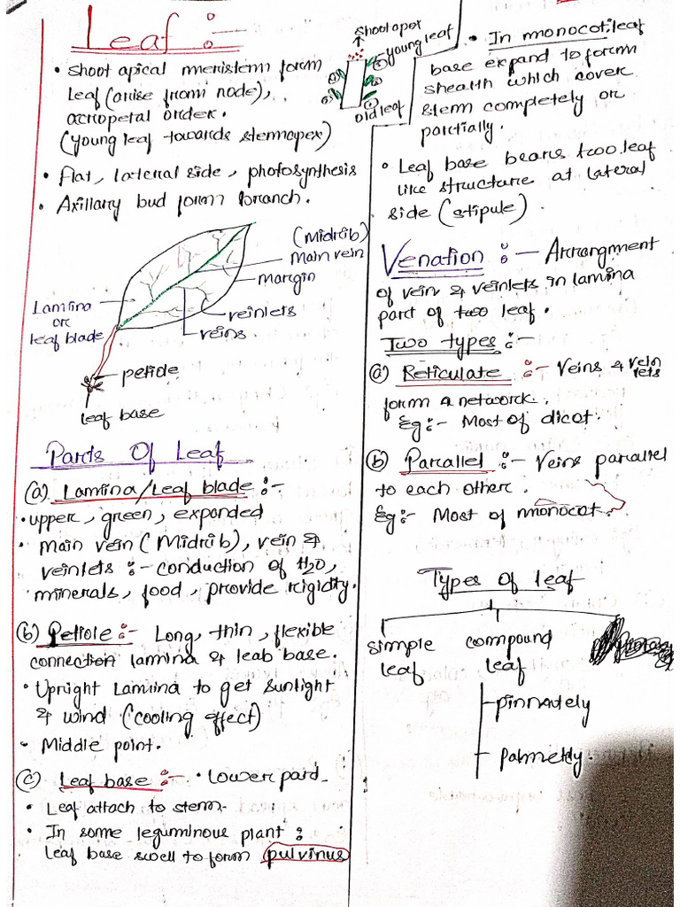 Botany Notes | PDF