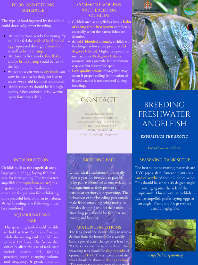 Angelfish Brochure 1 | PDF | Aquarium | Science & Mathematics