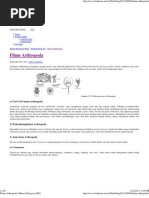 Download Filum Arthropod A _ Materi Pelajaran SMA by Fitri Aryanti SN76568033 doc pdf