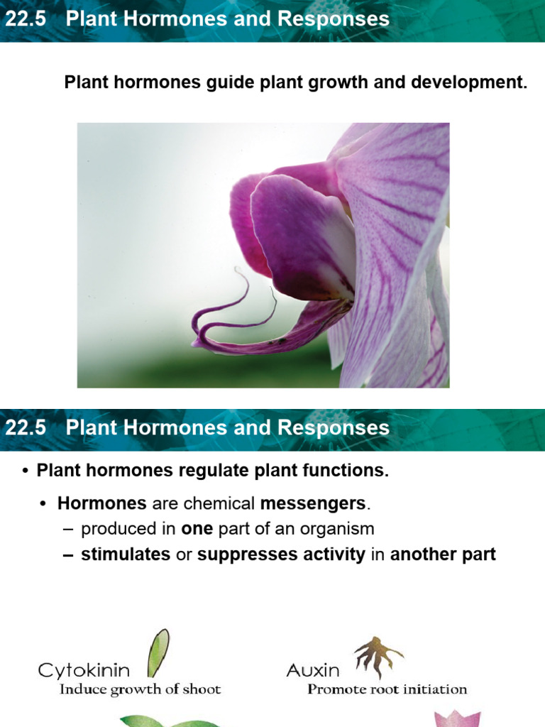 PLANT HORMONES POGIL KEY PDF REBIRD visual data 2