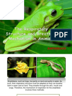 The Respiratory Structure and Breathing Mechanism in Animals