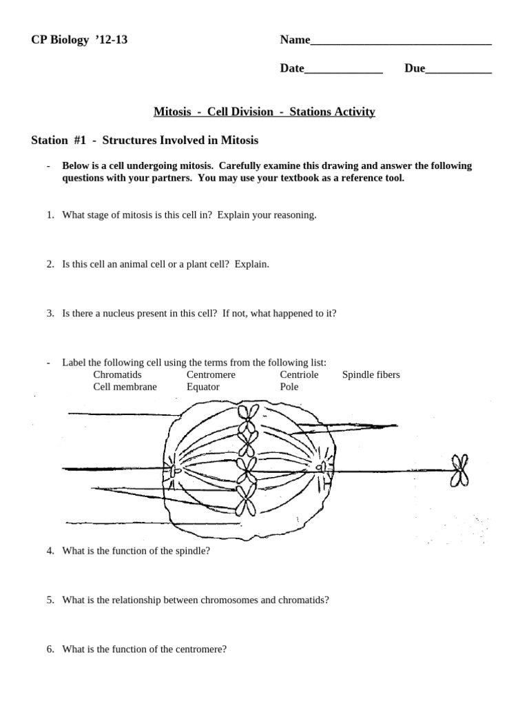Mitosis Cell Division Station Activity K R 12 13 Student Sheet Pdf