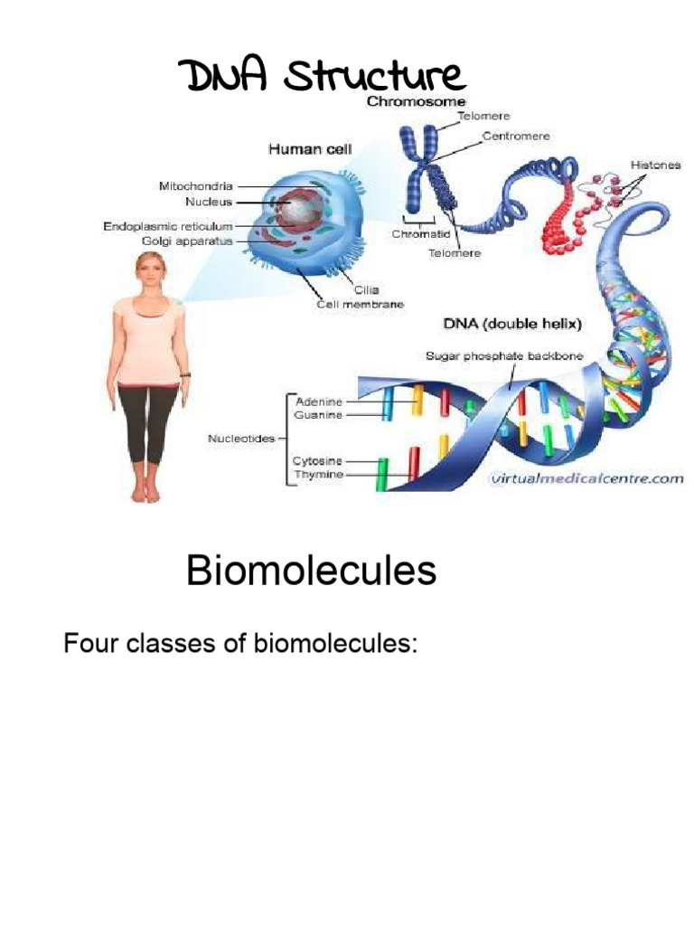 DNA Structure | PDF