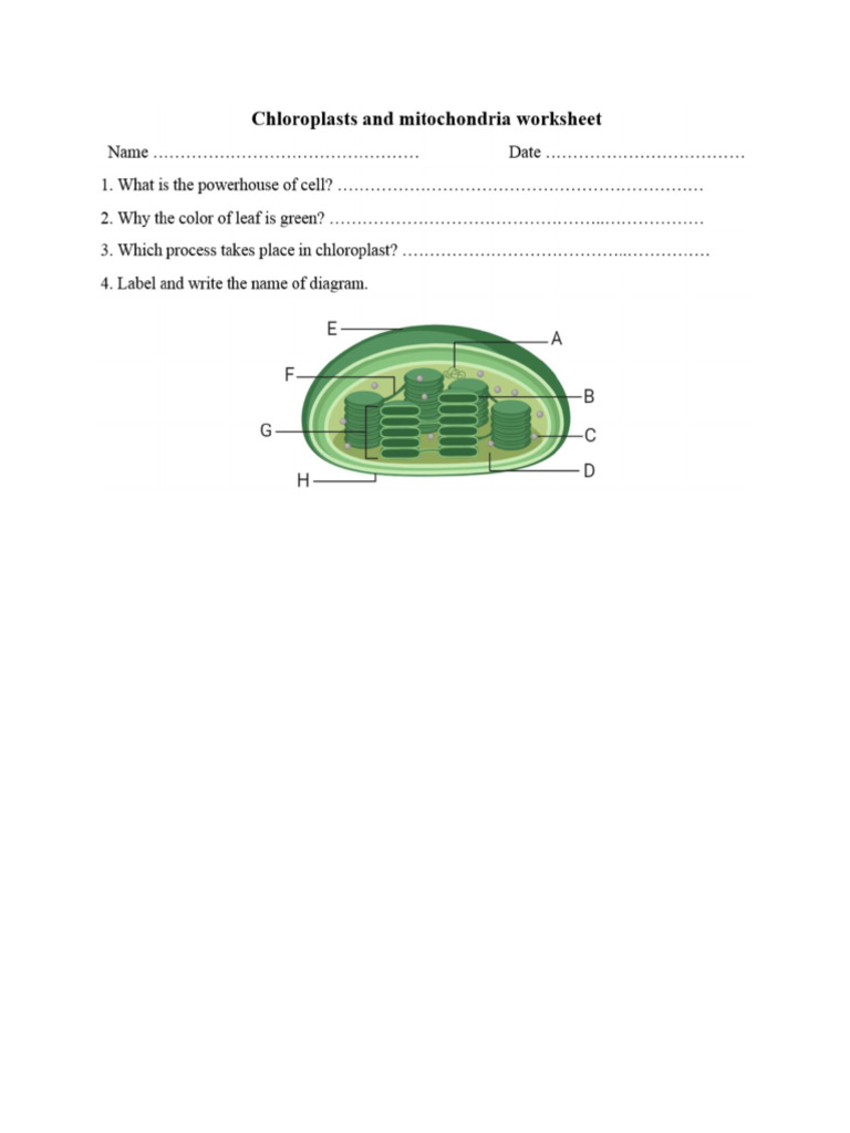 chloroplast and mitochondria worksheet 2 PDF