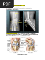 Anatomía Radiológica del Fémur y Rodilla | PDF | Rodilla | Articulaciones