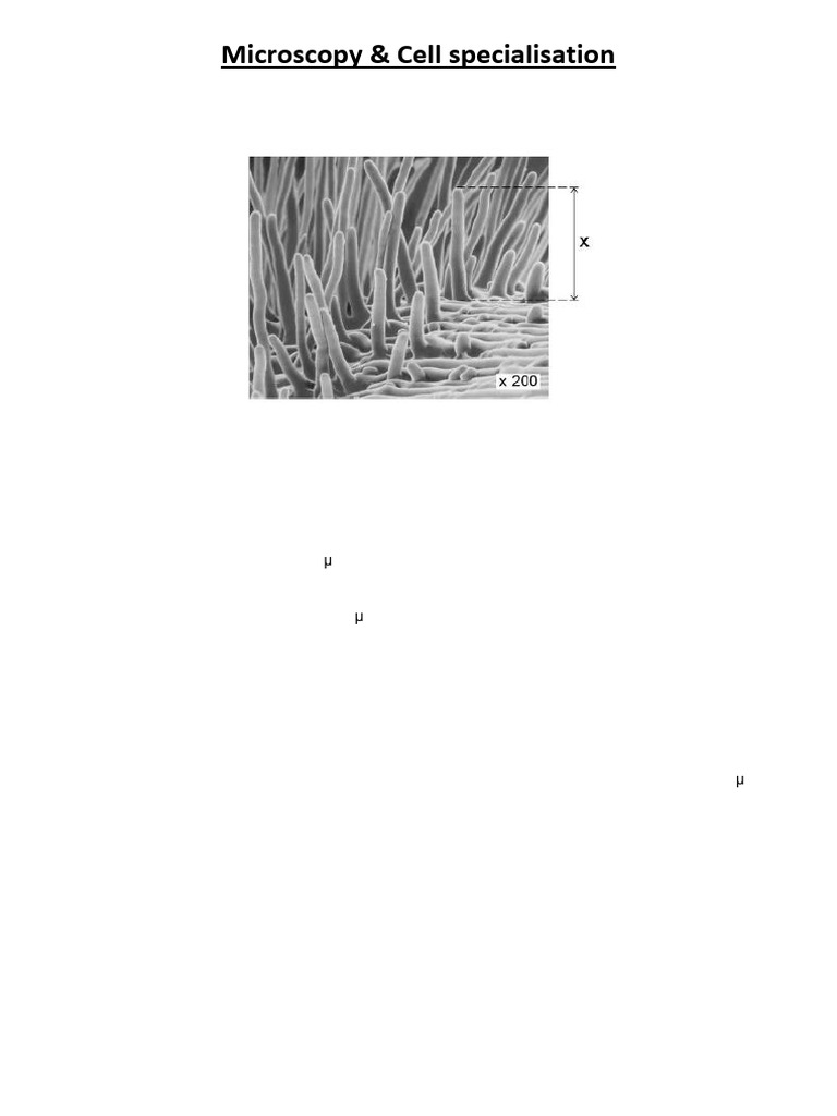 1 Microscopy - Cell Specialisation Q | PDF