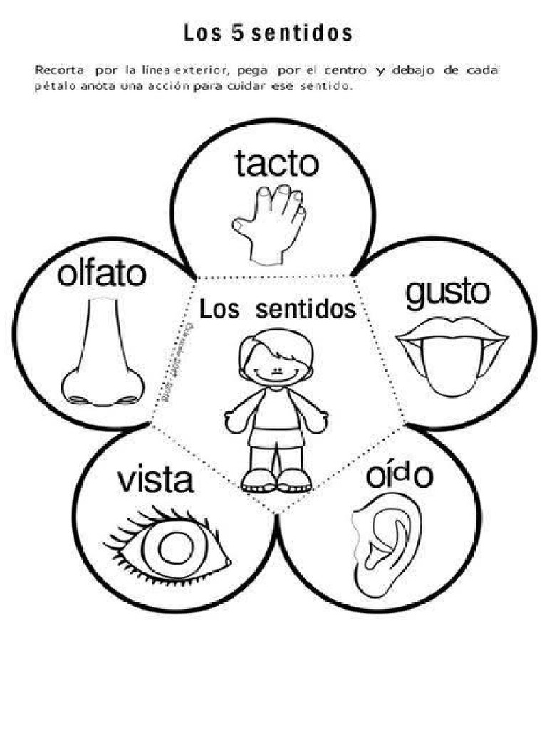 Los Cinco Sentidos Pdf