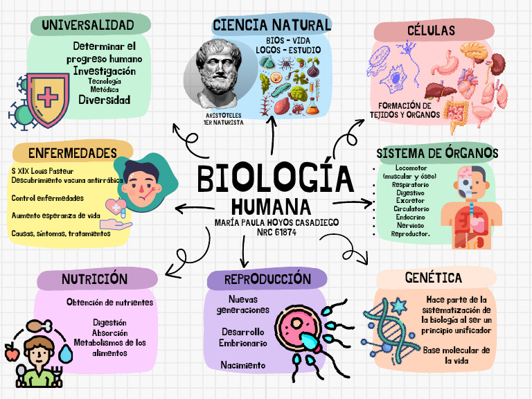 Mapa Mental de Biología Humana | PDF | Biología | Salud y bienestar