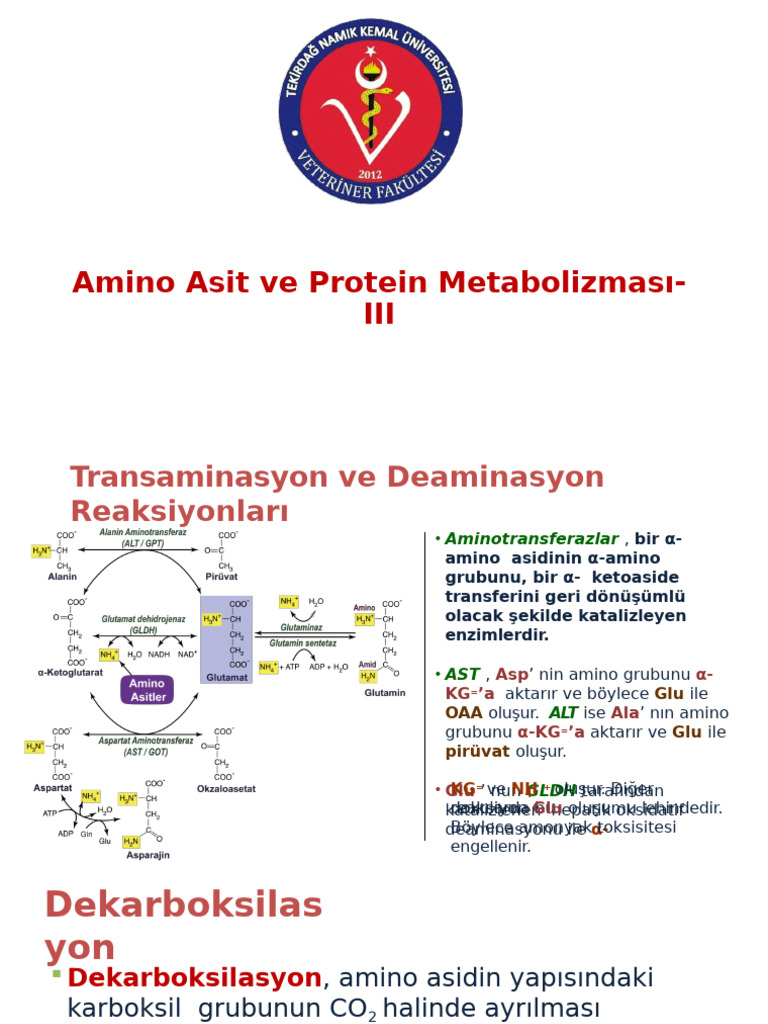 Proteinler III | PDF