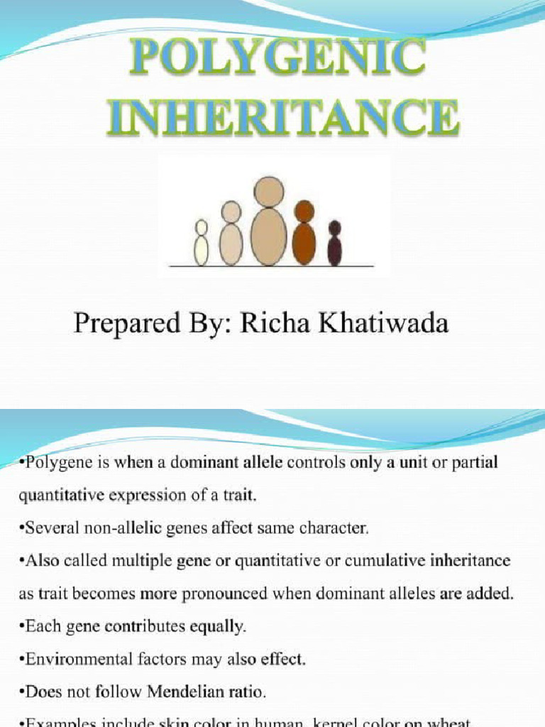 Polygenic Inheritance | PDF