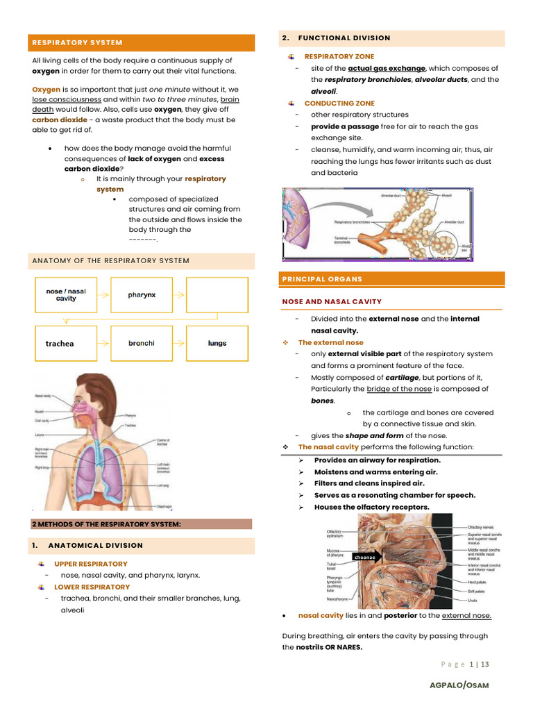Respiratory system visual data 7